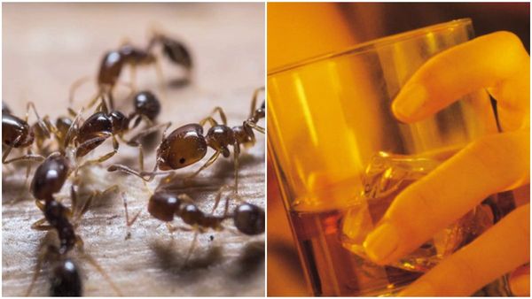 കറുത്ത ഉറുമ്പുകളെ കൊണ്ട് അലങ്കരിച്ച കോക്ക്‌ടെയിൽ;  വീഡിയോയ്ക്ക് പിന്നാലെ വ്ലോ​ഗർക്ക് വിമർശനം