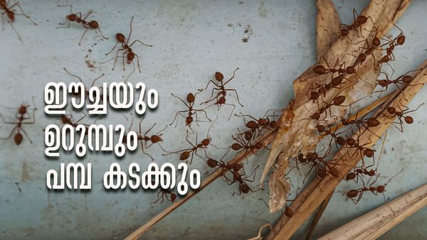 അടുക്കളയിലും ഈച്ചകളും ഉറുമ്പുകളും വന്ന് നിറഞ്ഞോ...? ഒഴിവാക്കാന്‍ പൊടിക്കൈകളുണ്ട്..!