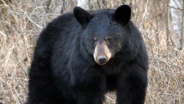 കിലോമീറ്ററുകള്‍ അതിവേഗം താണ്ടി വയനാട്ടിലെ കരടി, 3 പഞ്ചായത്ത് പിന്നിട്ടു, പിടിക്കാനാവാതെ വനംവകുപ്പ്