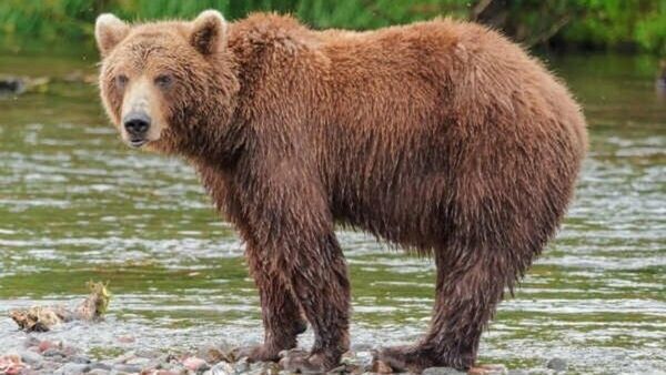 വയനാട്ടില്‍ ജനവാസ മേഖലയില്‍ ഇറങ്ങി കരടി; മയക്കുവെടി വെക്കാന്‍ ഉത്തരവ്