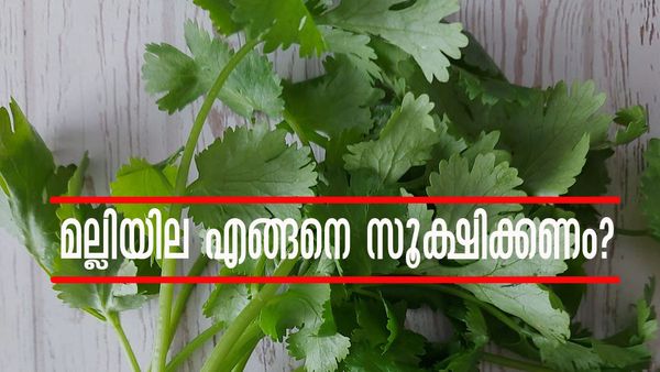 മല്ലിയില ദിവസങ്ങളോളം കേടാകാതെ സൂക്ഷിക്കാം... എങ്ങനെ എന്നല്ലേ? ഒന്നിലേറെ എളുപ്പവഴികളുണ്ട്