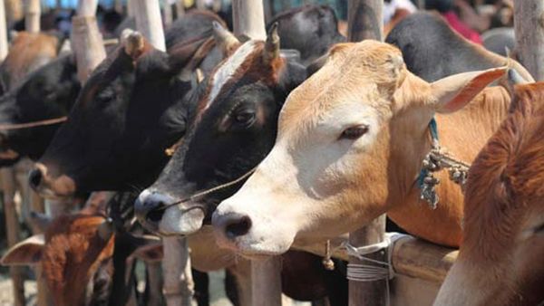 13 പശുക്കള്‍ ചത്തു, അഞ്ചെണ്ണം ഗുരുതരാവസ്ഥയില്‍; നെഞ്ച് പൊട്ടി കുട്ടിക്കര്‍ഷകര്‍, വിനയായത് കപ്പത്തൊണ്ട്?