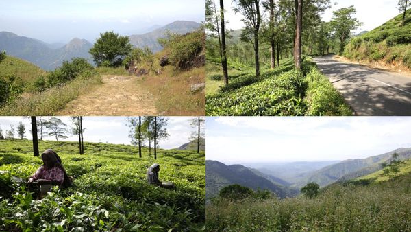 കുട്ടിക്കാനം എന്ന കൊച്ചുസ്വർഗം; പീരുമേട് ഹിൽസ് കണ്ട് മഞ്ഞിൽ മതിമറക്കാം, ഒരു കലക്കൻ വൺഡേ ട്രിപ്പ് സ്പോട്ട്