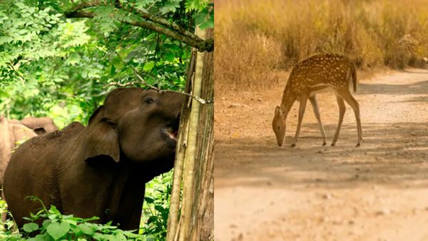 വയനാടിന്റെ വന്യസൗന്ദര്യം; മുത്തങ്ങയിലേക്ക് ഒരു കെഎസ്ആർടിസി യാത്ര, സഹ്യന്റെ മകനെയും കാണാം...
