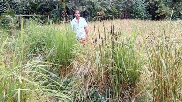 650 പരമ്പരാ​ഗത നെല്ലിനങ്ങളുടെ സംരക്ഷകൻ; പത്മശ്രീയിലൂടെ രാജ്യത്തിന്റെ ആദരം, ഒരേയൊരു നാരായണ ബേളേരി