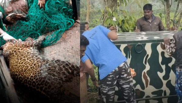 പന്തല്ലൂരില്‍ മൂന്ന് വയസുകാരിയെ കടിച്ചുകൊന്ന പുലിയെ പിടികൂടി; മേഖലയിൽ ഹർത്താൽ പൂർണം