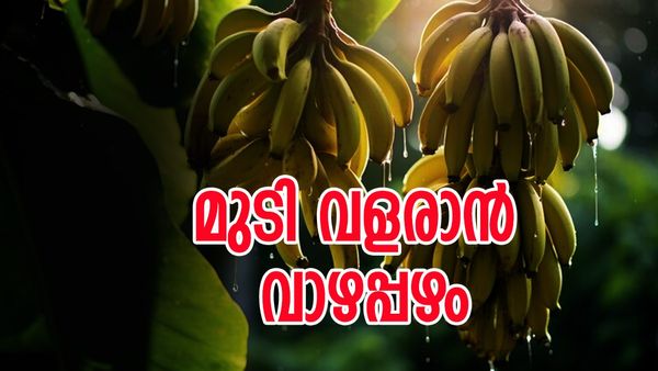 വാഴപ്പഴമായാലും തൊലിയായാലും ഇതുപോലൊന്ന് ഉപയോ​ഗിച്ചുനോക്കൂ; മുടി താരനില്ലാതെ വളരും