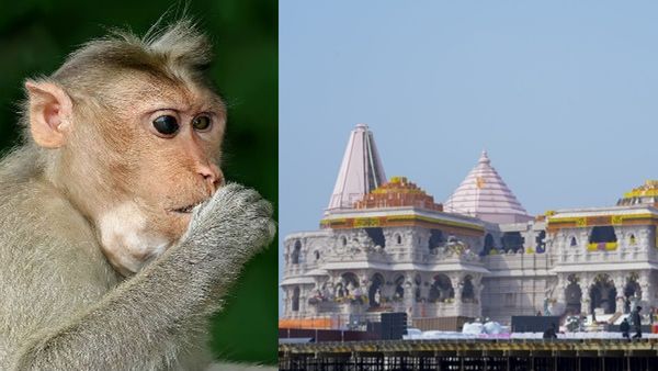 'രാം ലല്ലയെ കാണാൻ ഭഗവാൻ ഹനുമാനും വന്നു..'; ക്ഷേത്രത്തിലെത്തിയ കുരങ്ങിനെ കുറിച്ച് ട്രസ്‌റ്റ് പറയുന്നത് ഇങ്ങനെ..