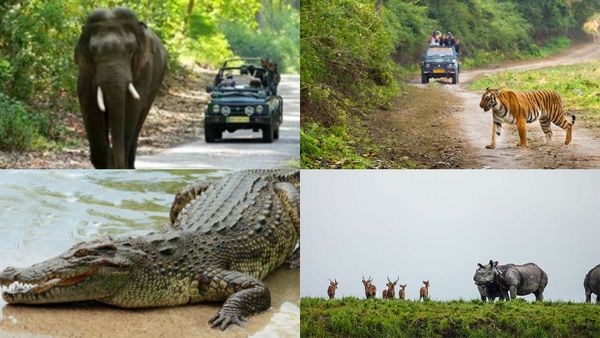 കൻഹ മുതൽ സുന്ദർബൻസ് വരെ; ശൈത്യകാലം ആസ്വദിക്കാൻ ഈ അഞ്ച് ദേശീയോദ്യാനങ്ങൾ കാത്തിരിക്കുന്നു...