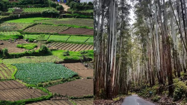 നട്ടുച്ച പോലും പുലർച്ചെ പോലെ..; വട്ടവട ഒരുക്കുന്നത് അത്ഭുത കാഴ്‌ചകൾ, ഒരിക്കലെങ്കിലും പോവണം ഇവിടേക്ക്...