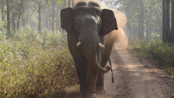അതിര്‍ത്തിയില്‍ വന്യമൃഗ ശല്യം രൂക്ഷം; നിരീക്ഷണത്തിന് പ്രത്യേക സംഘത്തെ നിയമിക്കുമെന്ന് സര്‍ക്കാര്‍