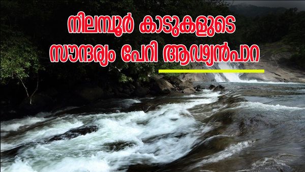 കാടും കോടയും താണ്ടി നിലമ്പൂരിലേക്ക് ഒരു യാത്ര; ആഢ്യൻപാറ വെള്ളച്ചാട്ടം എത്ര കണ്ടാലും മതിവരില്ല