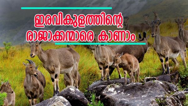 ഇടുക്കിയെന്നാൽ മൂന്നാർ മാത്രമല്ല കേട്ടോ; വരയാടുകളുടെ സ്വന്തം ഇരവികുളവുമുണ്ട്, ഉഗ്രൻ ട്രെക്കിംഗ് സ്‌പോട്ട്