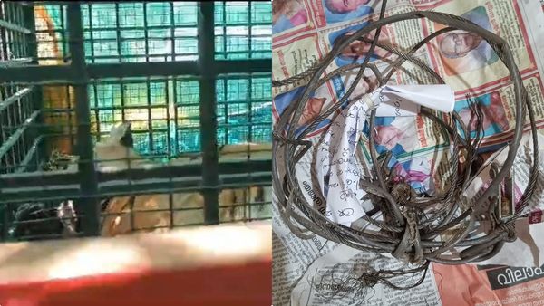 കൊട്ടിയൂരില്‍ ജനവാസകേന്ദ്രത്തിലിറങ്ങിയ കടുവ കുടുങ്ങിയത് കെണിയില്‍, കേസെടുക്കുമെന്ന് വനംവകുപ്പ്