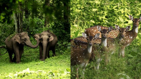 ബേഗൂർ എന്ന് കേട്ട് ഞെട്ടണ്ട; ഇതും കേരളത്തിൽ തന്നെ, കാട്ടാനകളെ കാണാൻ പൂതിയുള്ളവർ പെട്ടെന്ന് വിട്ടോ