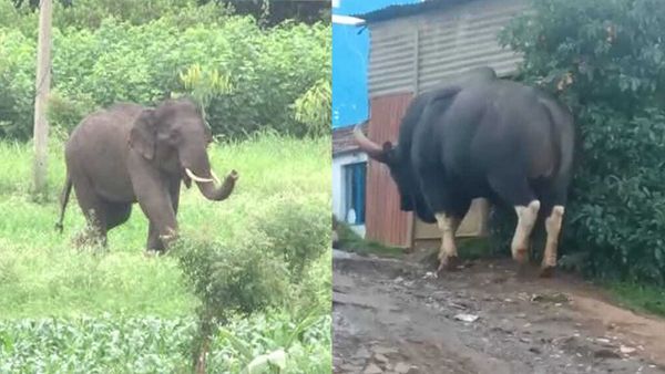 തൃശൂരും കോഴിക്കോടും വന്യജീവി ആക്രമണം; രണ്ട് മരണം.. നാളെ ഇവിടങ്ങളില്‍ ഹര്‍ത്താലും കരിദിനവും