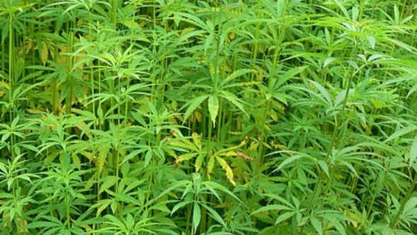 വനം വകുപ്പ് ഓഫീസിലെ കഞ്ചാവ് കൃഷി; നടപടിയും പ്രതികാര നടപടിയും; പിന്നില്‍ ഉദ്യോഗസ്ഥരുടെ ചേരിപ്പോര്?