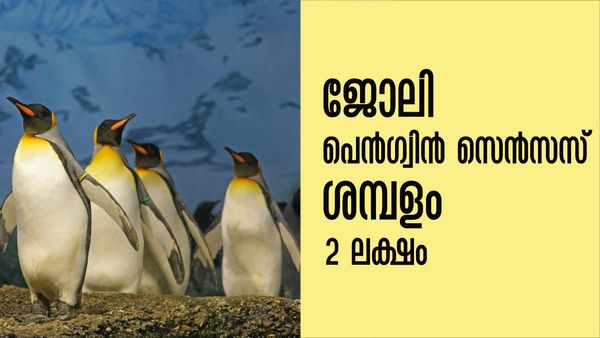 ജോലി പെന്‍ഗ്വിനുകളുടെ എണ്ണമെടുക്കല്‍, ശമ്പളം 2 ലക്ഷം വരെ; റിസ്‌കെടുക്കാന്‍ തയ്യാറാണോ?
