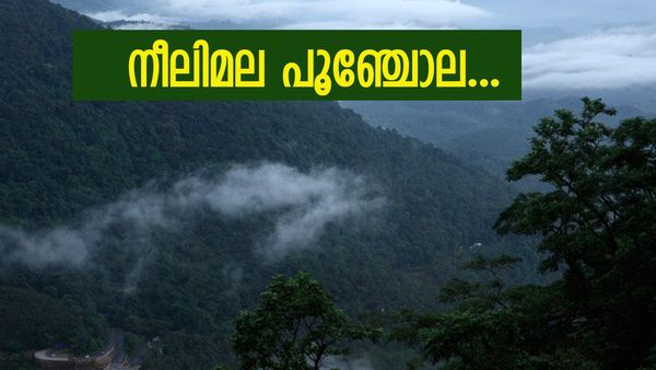 വയനാട് മുഴുവൻ കണ്ട് തീർത്തോ? എങ്കിൽ നീലിമല കയറിയാലോ, മഞ്ഞുമൂടിയ മലനിരകളുടെ അപൂർവ കാഴ്‌ച കാണാം 