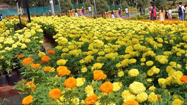 പൂക്കളേ.. തേക്കടിയിൽ 'പൂക്കാലം' തുടങ്ങി;ഒരുലക്ഷത്തില്‍പ്പരം പൂച്ചെടികളുമായി ഒരുഗ്രൻ പുഷ്പമേള