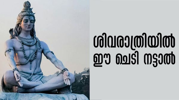 ശിവരാത്രി ദിനത്തില്‍ ഈ ചെടികള്‍ വീട്ടില്‍ സൂക്ഷിക്കൂ; എല്ലാ പ്രശ്‌നങ്ങള്‍ക്കും പരിഹാരമാകും