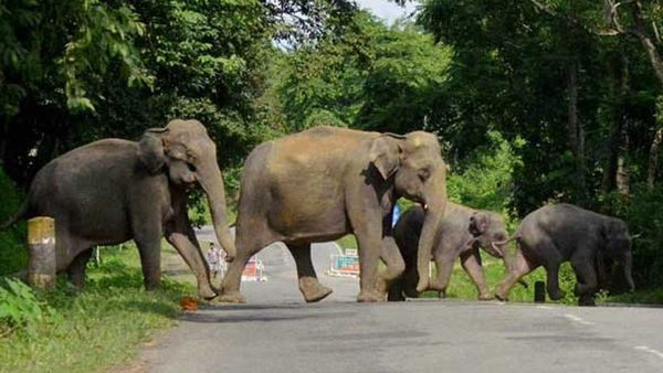 ഇടുക്കിയില്‍ പലയിടത്തും കാട്ടാനക്കൂട്ടമിറങ്ങി; ദേവികുളത്ത് പടയപ്പ, ചിന്നക്കനാലില്‍ ചക്കക്കൊമ്പന്‍