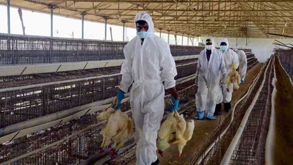 ആലപ്പുഴയില്‍ വീണ്ടും പക്ഷിപ്പനി സ്ഥിരീകരിച്ചു; താറാവുകളെ കൊന്നൊടുക്കും, ലക്ഷണങ്ങള്‍ ഇവ