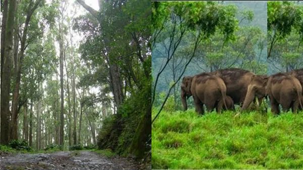  ഗവി,90 കിമി നീളുന്ന വനയാത്ര, കൊച്ചു പമ്പയിൽ നിന്ന് ട്രെക്കിങ്; പാക്കേജ് ഇനി കോസ്റ്റ്ലി ആണേ..
