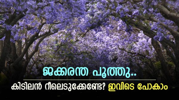 മൂന്നാറിനെ പുതച്ച് വയലറ്റ് പൂക്കൾ; പൂത്തുലഞ്ഞ് ജക്കരന്ത..നീലവസന്തം കാണാം, റീലെടുക്കാം, പൊളിക്കാം