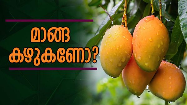 കഴിക്കുന്നതിന് മുന്‍പ് മാമ്പഴം വെള്ളത്തിലിട്ട് വെക്കണോ..? പഴമക്കാര്‍ പറയുന്നതില്‍ വല്ലകാര്യവുമുണ്ടോ..?