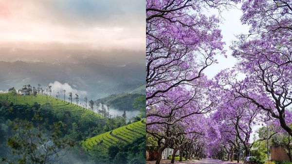 മുനിയറയുടെ രഹസ്യങ്ങൾ തേടി ഒരു  വേനൽ യാത്ര; മറയൂർ ചന്ദനക്കാടും ജക്കന്തര പൂക്കളും കാണാം... പാക്കേജിതാ