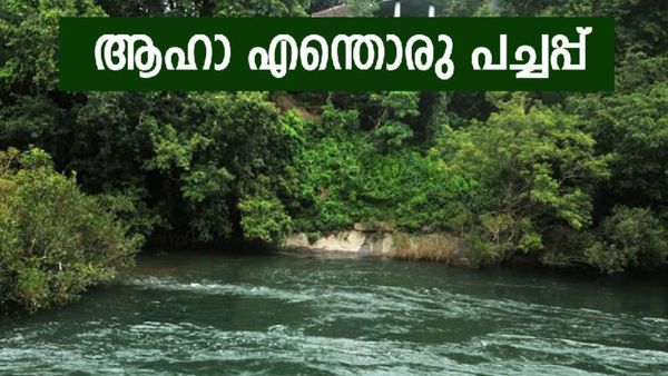 മനം കവരുന്ന നെടുങ്കയം; നിലമ്പൂർ വഴി പോവുമ്പോൾ കയറാൻ മടിക്കണ്ട, ഇവിടുത്തെ മഴക്കാടുകൾ മനോഹരം