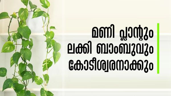 മണി പ്ലാന്റും ലക്കി ബാംബുവും വീട്ടില്‍ വെച്ചോളൂ; സമ്പത്ത് ഇരട്ടിയാകും, ആഡംബര ജീവിതം നയിക്കാം