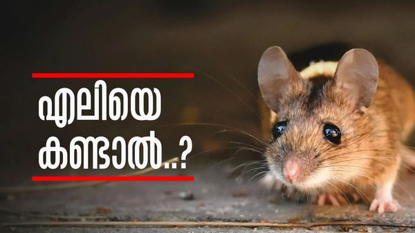വീട്ടില്‍ എലിയെ കാണാറുണ്ടോ? തല്ലിക്കൊല്ലല്ലേ... വരാനിരിക്കുന്ന നല്ലകാലത്തിന്റെ ലക്ഷണം, കോടീശ്വരനാകും