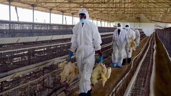 പക്ഷിപ്പനി; 9000 കോഴികള്‍ക്ക് ഇന്ന് ദയാവധം, ഒരു കിലോമീറ്റര്‍ ചുറ്റളവിലെ 600 പക്ഷികളെയും കൊല്ലും