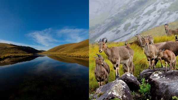 മൂന്നാർ വിട്ടേക്ക്; വേനലിൽ യാത്ര ഇരവികുളത്തേക്ക് ആയാലോ? ലക്കം വെള്ളച്ചാട്ടവും കണ്ടിങ്ങ് പോരാം