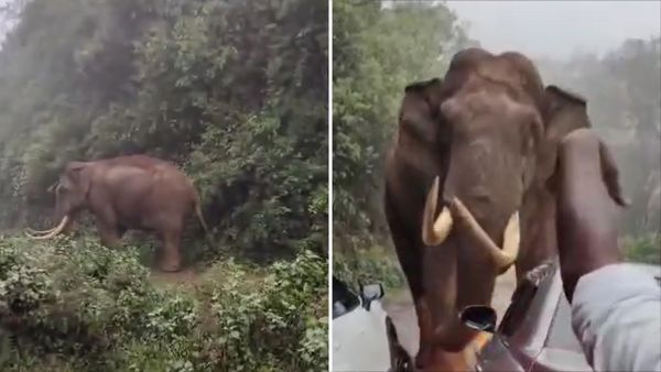 കാറുകള്‍ക്ക് നേരെ പാഞ്ഞടുത്ത് പടയപ്പ; വൈദികനടക്കം അഞ്ച് പേര്‍ രക്ഷപ്പെട്ടത് തലനാരിഴക്ക്