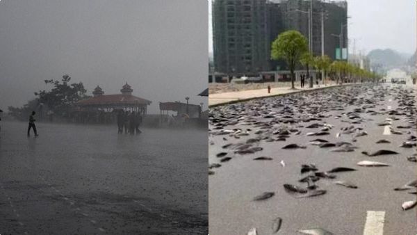 ഇറാനില്‍ മത്സ്യമഴ? റോഡിലാകെ നിറഞ്ഞ് മത്സ്യങ്ങള്‍; വീഡിയോ വൈറല്‍, എന്താണ് ഈ പ്രതിഭാസത്തിന് പിന്നില്‍