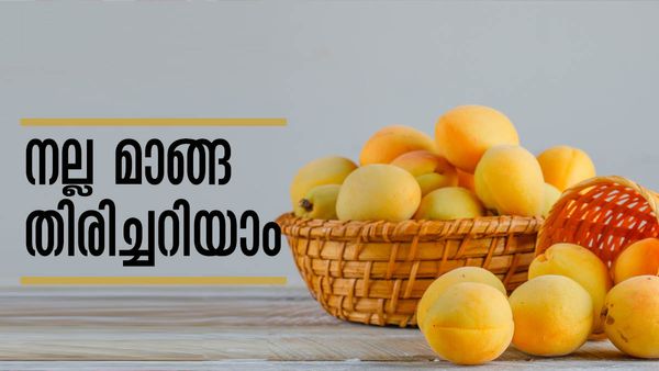കടകളിലെ മാമ്പഴം നല്ലതാണോ..? എങ്ങനെ ശരിയായി നോക്കി വാങ്ങാം; ഈ ടിപ്‌സ് ഓര്‍ത്താല്‍ മതി..!