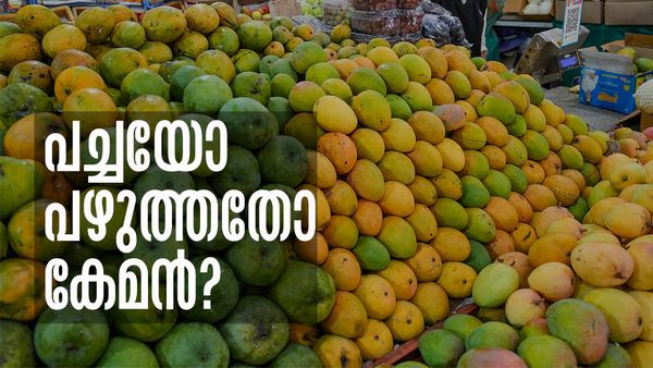 പച്ച മാങ്ങ കഴിക്കാന്‍ പാടില്ലേ..! ഏതാണ് നല്ലത്? എപ്പോഴെങ്കിലും ചിന്തിച്ചിട്ടുണ്ടോ? ഇക്കാര്യം അറിഞ്ഞിരിക്കണം