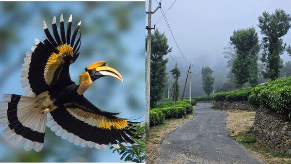 ചുട്ടുപൊള്ളി പാലക്കാട്, പക്ഷേ നെല്ലിയാമ്പതി ചിൽ ആണ്, കോടയും വേഴാമ്പലും..പൊളിക്കാം അവധി