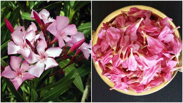 ‌‌ക്ഷേത്രങ്ങളിൽ പ്രസാദത്തിലും നിവേദ്യത്തിലും അരളിപ്പൂ ഒഴിവാക്കാൻ തിരുവിതാംകൂർ ദേവസ്വം ബോർഡ്