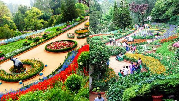 ബാഗ് പാക്ക് ചെയ്തോളൂ; പുഷ്പമേളയ്ക്കൊരുങ്ങി ഊട്ടി, ഇക്കുറി പൂക്കൾ കണ്ട് കണ്ണ് തള്ളും