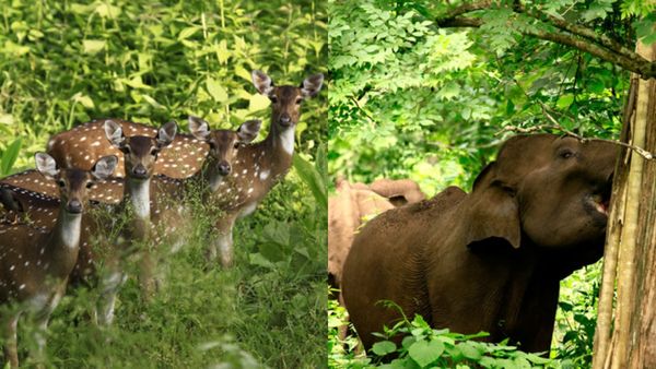 ആനകളെ കാണണോ? എങ്കിൽ വേഗം മുത്തങ്ങയിലേക്ക് വിട്ടോ, ഒപ്പം കാനന പാതയുടെ മനോഹാരിതയും ആസ്വദിക്കാം