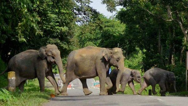 ബൈക്ക് യാത്രികര്‍ക്ക് നേരെ ചീറിയടുത്ത് കാട്ടാനകള്‍, തലനാരിഴയ്ക്ക് രക്ഷപ്പെട്ട് യുവാക്കള്‍