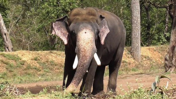 കാടിളക്കി വന്ന് കാട്ടാനക്കൂട്ടം, ജനവാസ മേഖലയിലെത്തി; ഫെന്‍സിംഗില്‍ നിന്ന് ഷോക്കേറ്റ് കുടുങ്ങി