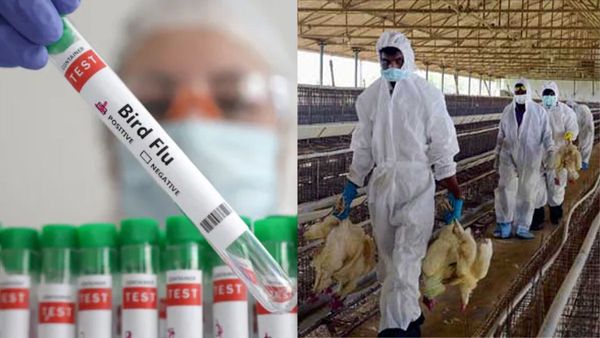 പക്ഷിപ്പനി ആശങ്ക വീണ്ടും; കോട്ടയത്തെ നാല് പഞ്ചായത്തുകളില്‍ വളര്‍ത്തുപക്ഷികളുടെ വില്‍പന നിരോധിച്ചു