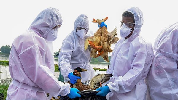 പക്ഷിപ്പനി: തിരുവല്ലയില്‍ കോഴിയും താറാവും അടക്കമുള്ള പക്ഷികളുടെ ഉപയോഗവും വിപണനവും നിരോധിച്ചു