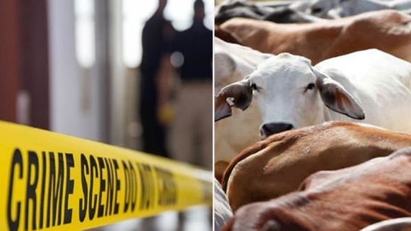 കന്നുകാലി കടത്തിനിടെ രണ്ട് യുവാക്കള്‍ മരിച്ച നിലയില്‍; ആള്‍ക്കൂട്ട കൊലപാതകമെന്ന് കുടുംബം