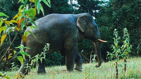 വയനാട്ടിലാകെ നാശം വിതച്ച് കാട്ടുകൊമ്പന്‍, രക്ഷയില്ലാതെ നാട്ടുകാര്‍; വനംവകുപ്പിനും മറുപടിയില്ല